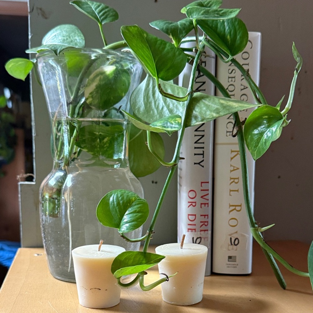 Live Rooted Pothos Greenery and vanilla Cream Candles with elegant vase